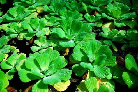 Water Lettuce Pistia Care Feeding Propagation Habitat