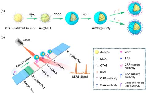 Figure From Simultaneous Detection Of Inflammatory Biomarkers By Sers