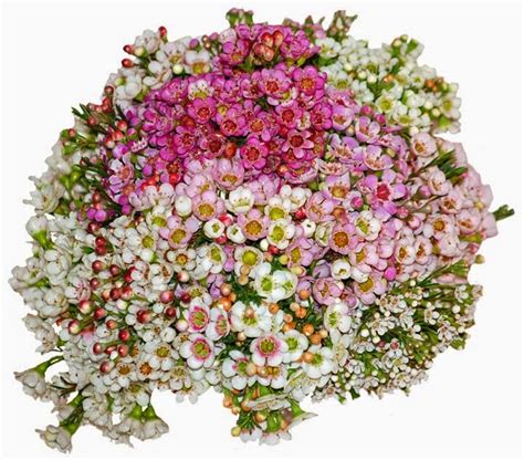 Waxflower Bouquet|http://refreshrose.blogspot.com/