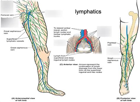 Popliteal Lymph Nodes