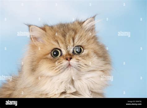 Golden persian cat hi-res stock photography and images - Alamy