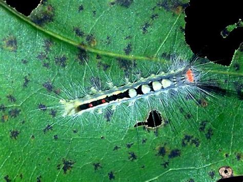 White Marked Tussock Moth Caterpillar Orgyia Leucostigma Bugguidenet