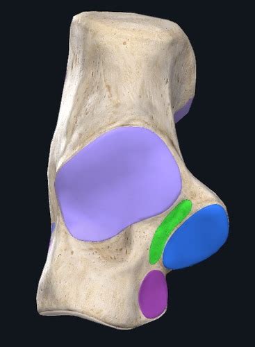 LOWER LIMB-CALCANEUS Flashcards | Quizlet