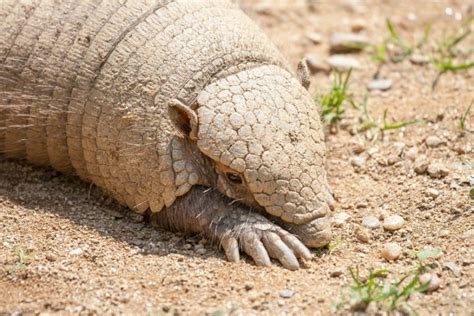 What Do Armadillos Eat Interesting Diet And Eating Habits