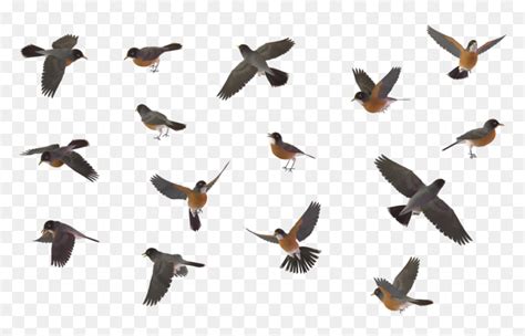 Robin Flying Clipart