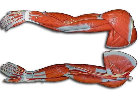 Upper Extremity Muscles Diagram Quizlet