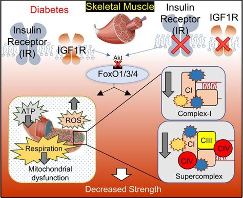 Jci Insulin And Igf Receptors Regulate Complex Idependent