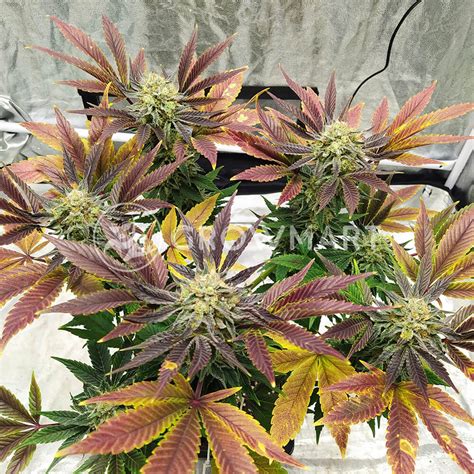 Sweet Seeds Gorilla Sherbet F1 Fast Version Feminizovaná semínka