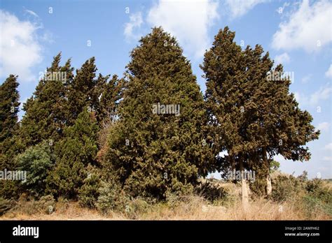 Cupressus Sempervirens The Mediterranean Cypress Also Known As