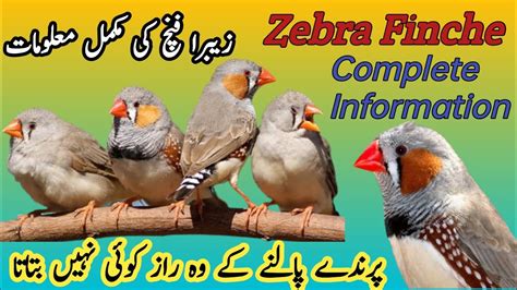 Zebra Finch Breeding Tips Zebra Finch Cage Setup Colony Setup