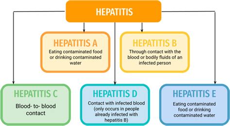 Frontiers Role Of Bioactive Compounds In The Treatment Of Hepatitis A Review