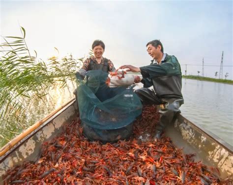 预制菜拯救“顶流”小龙虾腾讯新闻