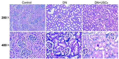 Histopathological Changes Detected By He Staining Original