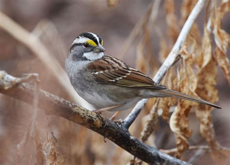 White Throated Sparrow Audubon Field Guide