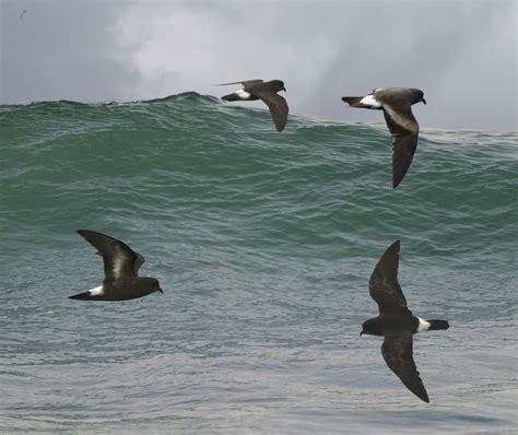 European storm petrel – A guide to Irelands protected habitats & species