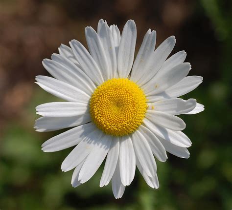 Magerwiesen Margerite Leucanthemum Vulgare Agg Bienenroute