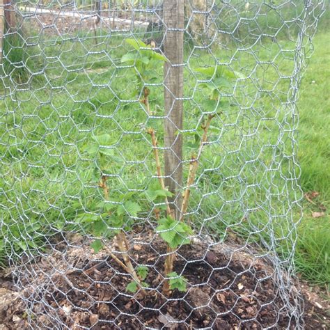 Ribes Nigrum Big Ben Blackcurrant Big Ben In Gardentags Plant