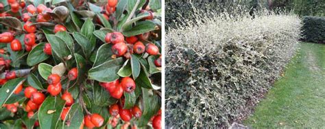 Buy Cotoneaster Lacteus Milkflower Cotoneaster Hedging Or Late Cotoneaster