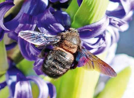 Kesse Biene Sorgt F R Wirbel