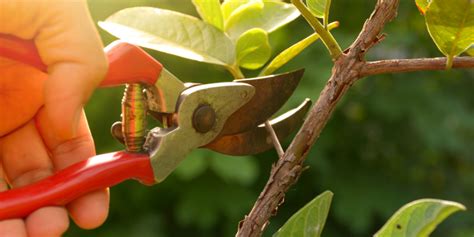 shrub tree service andrews arboriculture