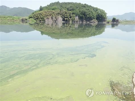 낙동강 중류 올해 첫 녹조 발생 네이트 뉴스