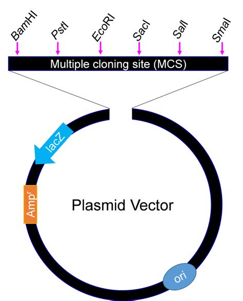 Recombinant Dna Animation