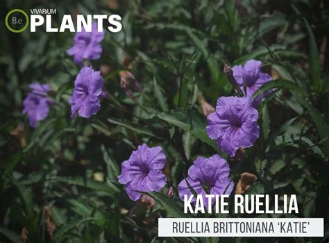 Ruellia Brittoniana ‘Katie’ "Katie Ruellia" Plant Care Guide