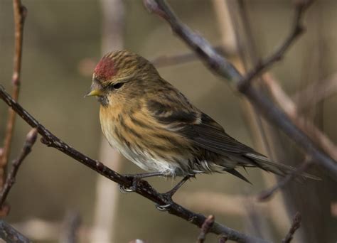 Lesser Redpoll Lancashire Key Species Birds · Inaturalist