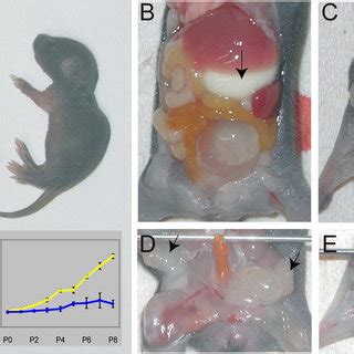 Ugcg Deficient Mice Showed Retarded Postnatal Weight Gain And Loss Of