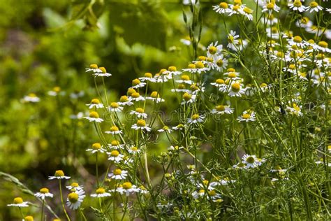 Medicinal Chamomile Matricaria Chamomilla Stock Photo Image Of Bloom