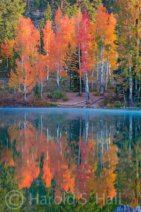 Aspen Mirror Lake Near Duck Creek Village Harold Hall Photography