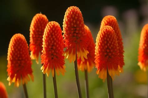 10 Flowers That Represent Fire: Flaming Blooms - Foliage Friend - Learn ...