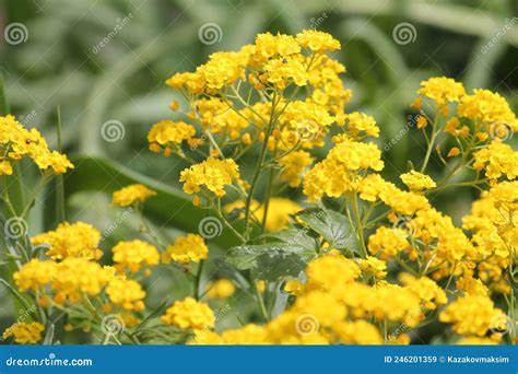 Yellow Flowers Of Basket Of Gold Plant Or Aurinia Saxatilis Syn