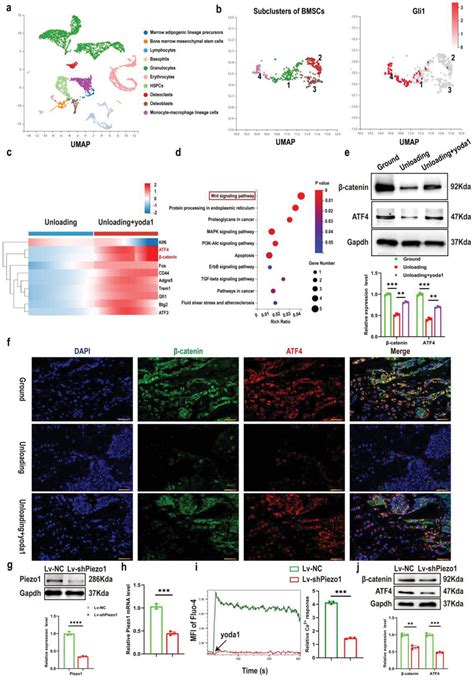 The Critical Role Of The Piezo Catenin Atf Axis On The Stemness Of