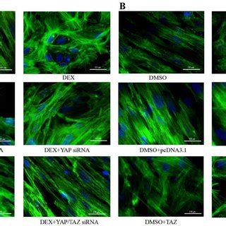 Overexpression Of Yap And Taz Mrna Results In The Activation Of