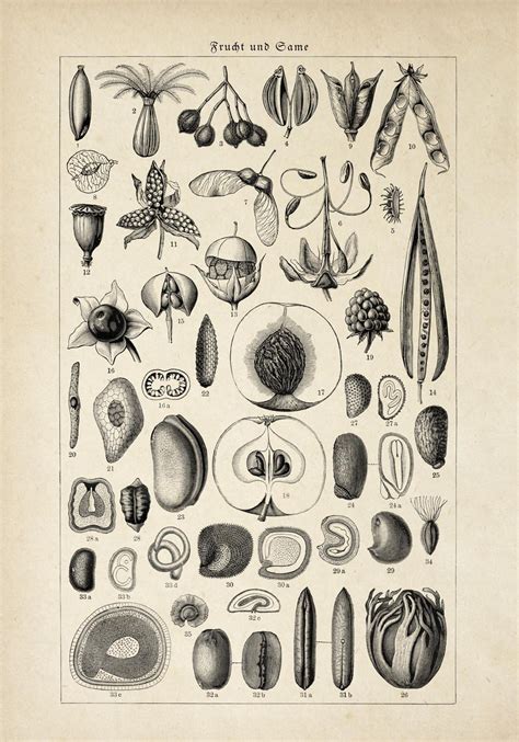 Antique Fruit and Seeds Poster – Kuriosis