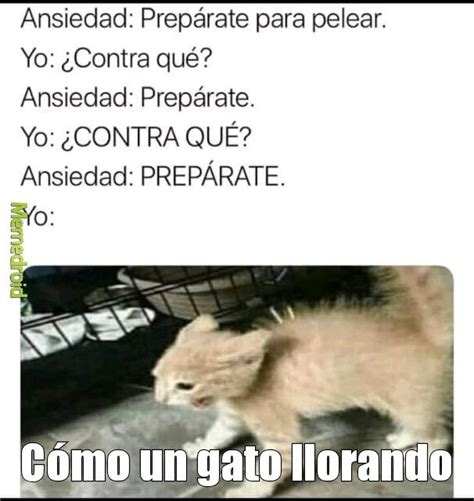 Gato llorando por que la ansiedad le dice PREPÁRATE Meme subido por