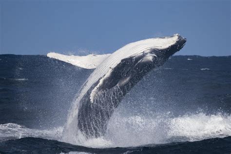 Baleine Bleue Balaenoptera Musculus Tous Les Animaux