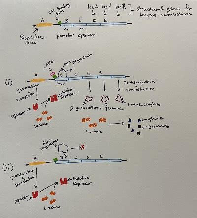 Lac Operon Diagram