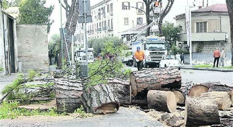 Benevento Addio Ai Primi Sette Pini E Il Traffico Va In Tilt