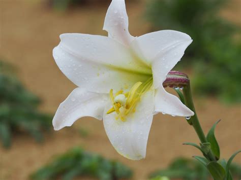 Descubre los aromáticos lirios de San José para tus plantas de interior