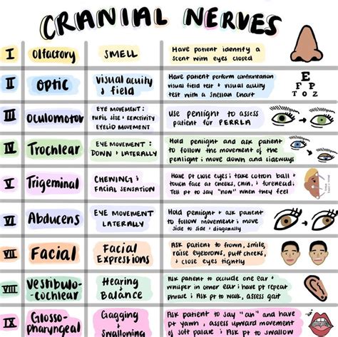 Cranial Nerves Sheet Colorful Hand Drawn Pictures for Nursing Students ...