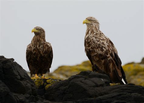 Staffa Tours - Made in Scotland