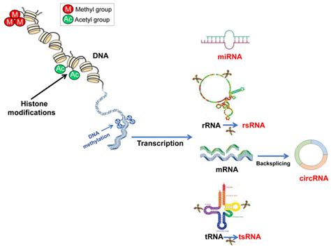 A Schematic View Of The Main Epigenetic Processes Gene Expression Can