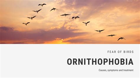 Ornithophobia Understanding The Abnormal Fear Of Birds Nature Blog