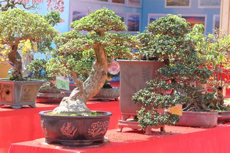 Ngắm những cây bonsai độc lạ, siêu đẹp - Tuổi Trẻ Online