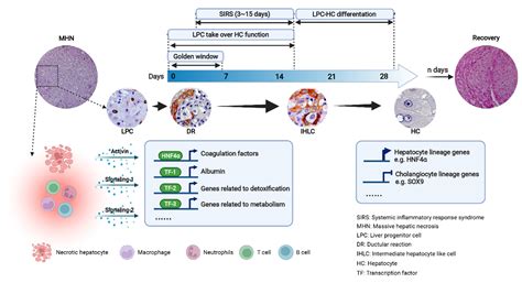 Biomolecules Free Full Text Liver Progenitor Cells In Massive Hepatic Necrosis—how Can A