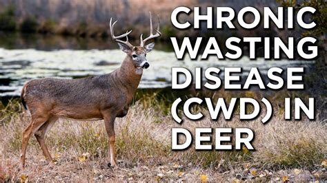 Chronic Wasting Disease Cwd In Whitetail Deer What Is It And How Does It Affect Deer Herds