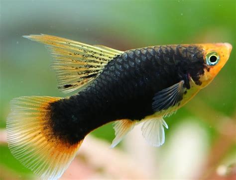 Acuarios Plantados Platy Hi Fin XL