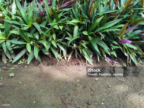 Tradescantia Spathacea The Boatlily Or Moses In The Cradle Plant Stock